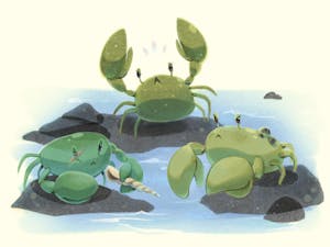 An illustration of three green crabs with angry expressions on their faces. They sit on rocks almost submerged by the water.  