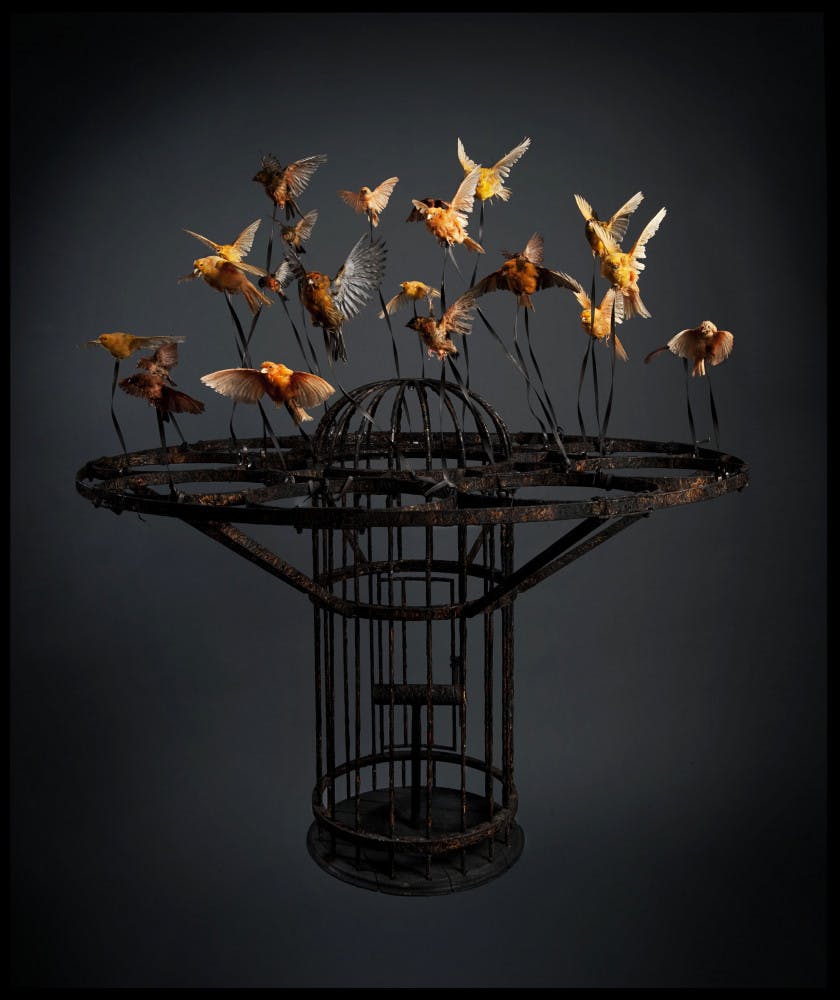 High_Dead-Animals_Rolland-High