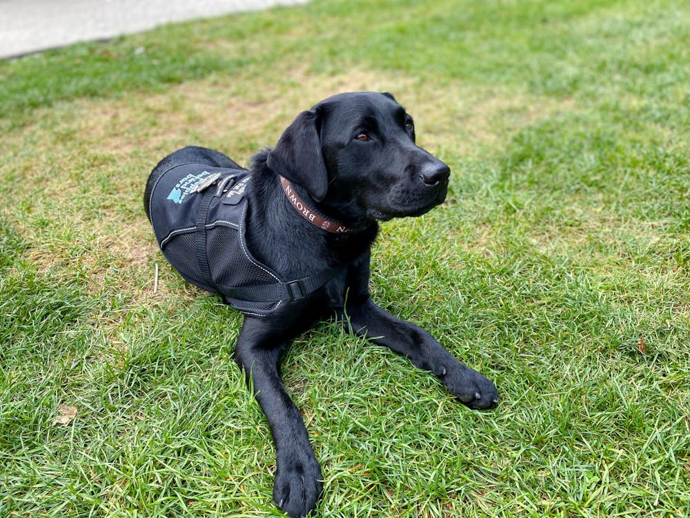 <p>Black labrador Elvy will serve as a comfort and therapy dog for the Department of Public Safety and students, and may accompany DPS on call responses for students in crisis. </p>