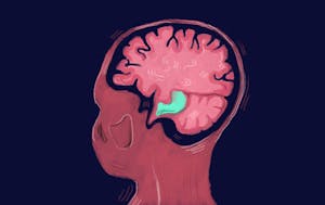 Rajpal_Brown’s Favila Lab explores how we differentiate memories from one another