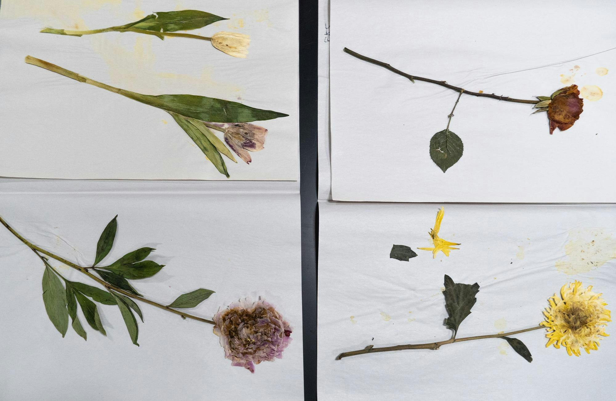 Top-down image of four flowers flattened and laid out on pieces of white paper.