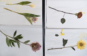 Top-down image of four flowers flattened and laid out on pieces of white paper.