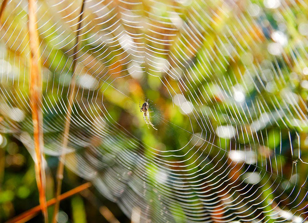 Spiderweb_Structure_Luc-Viatour-Wikimedia
