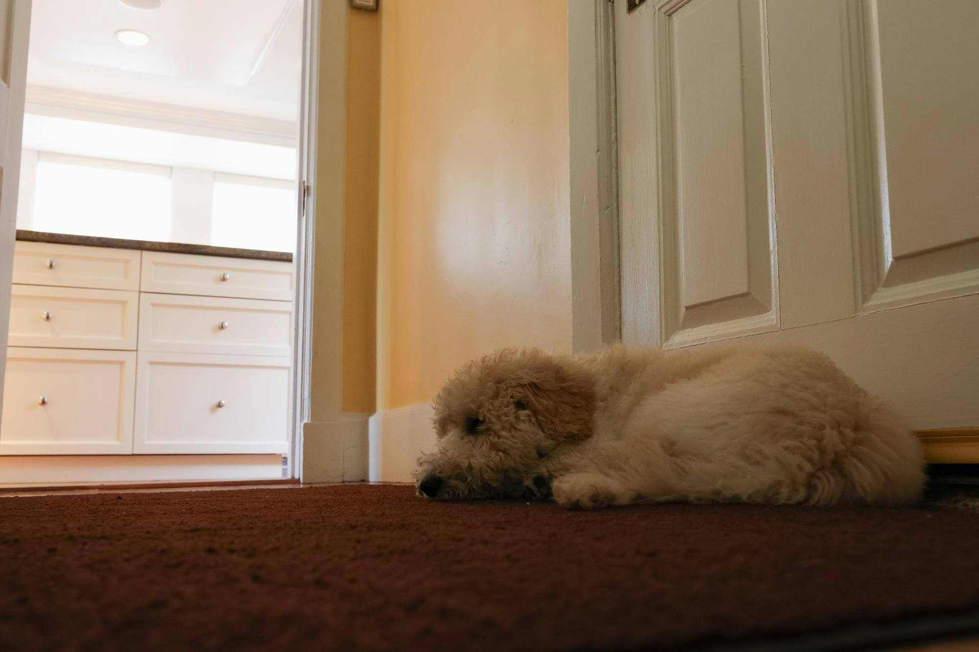 Murphy, a standard poodle, lies on a red carpet in front of a white door.