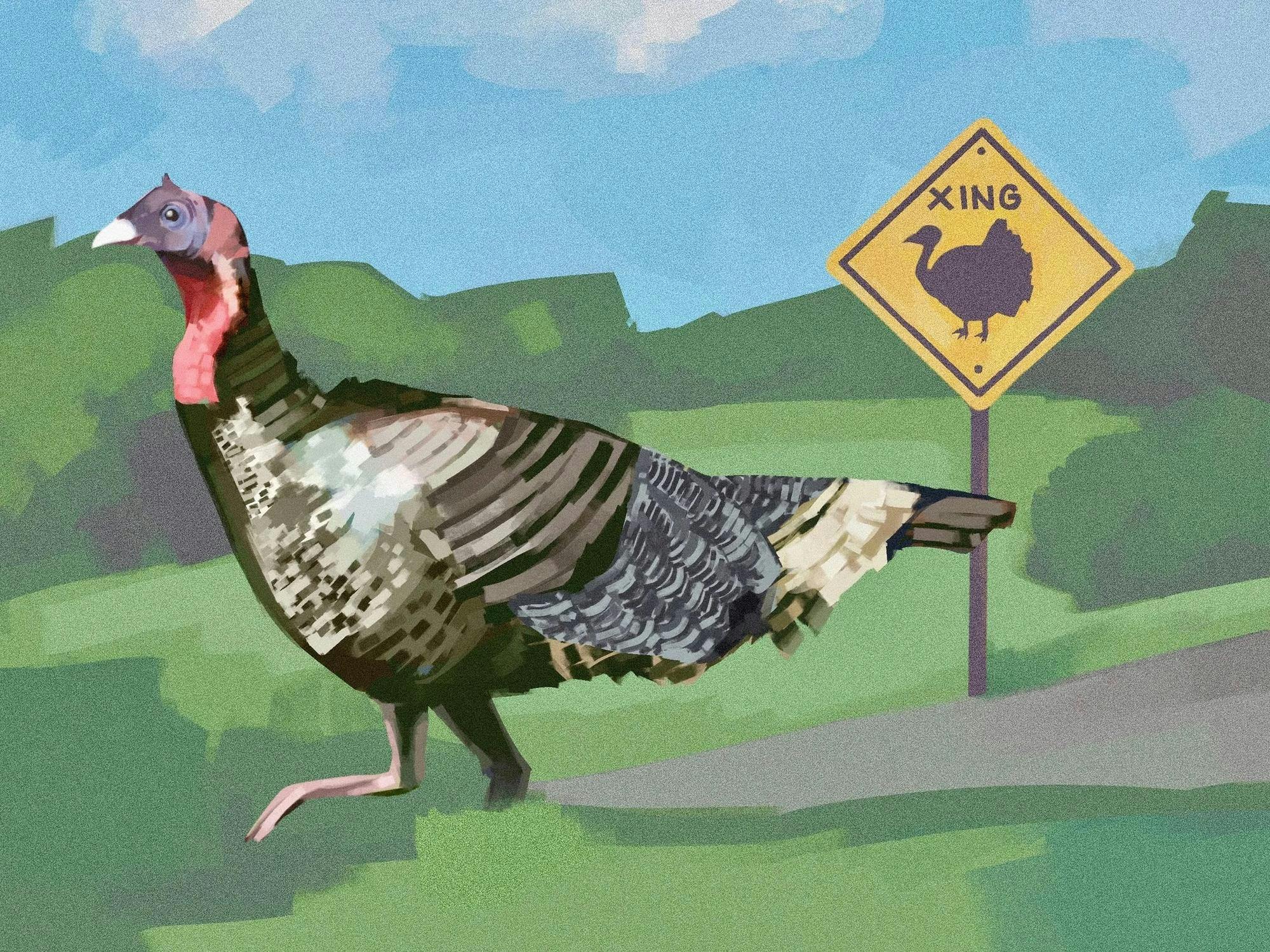 Illustration of a turkey walking on a grass field on a sunny day. 
