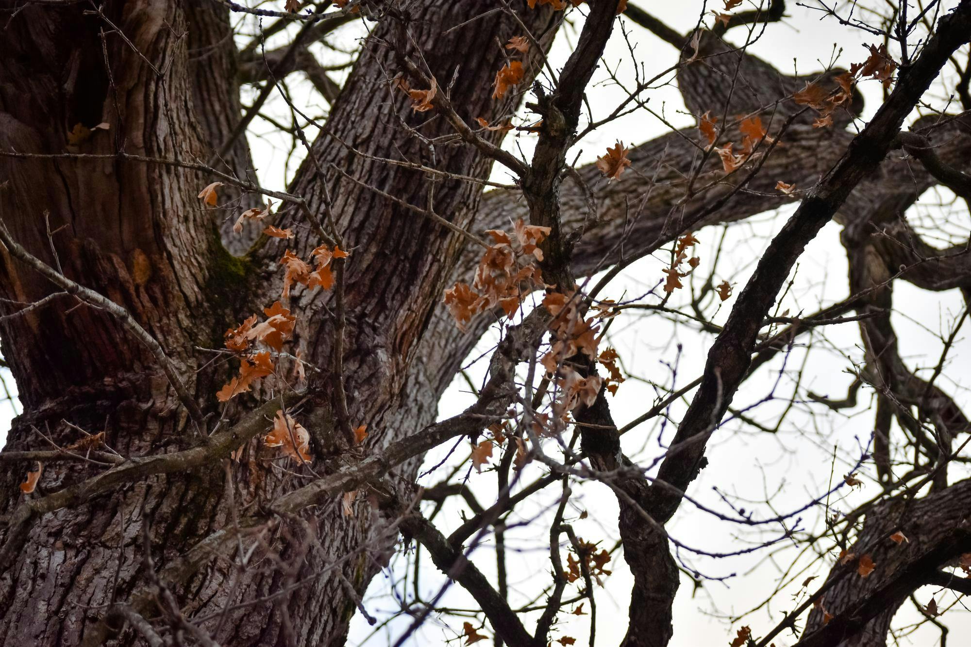 Photograph looking up at the branches of a tree