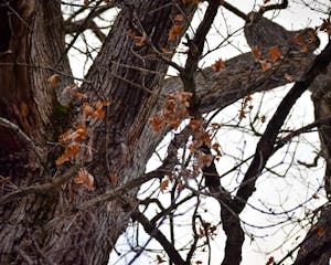 Photograph looking up at the branches of a tree