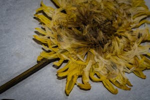 A close up shot of a dried yellow flower.