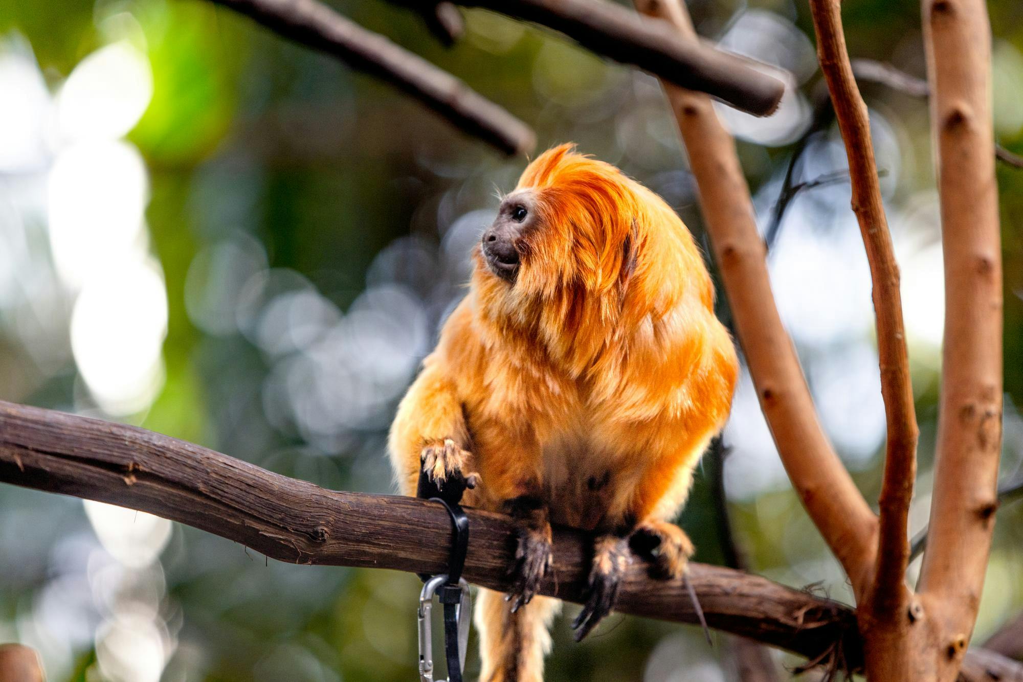 Photo of a golden monkey sitting on a branch looking to the left.