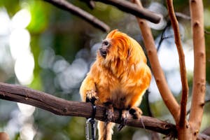 Photo of a golden monkey sitting on a branch looking to the left.