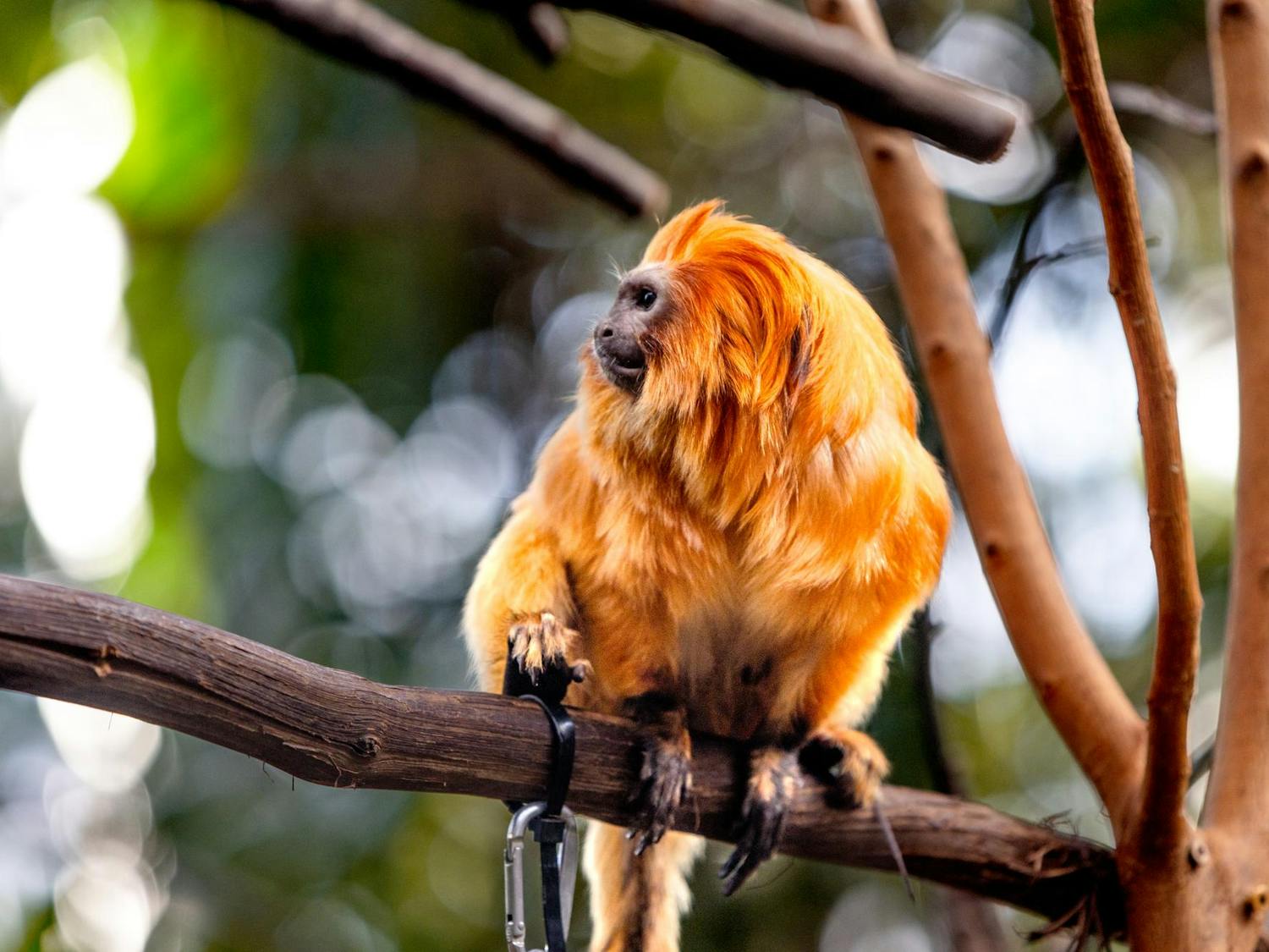 Photo of a golden monkey sitting on a branch looking to the left.