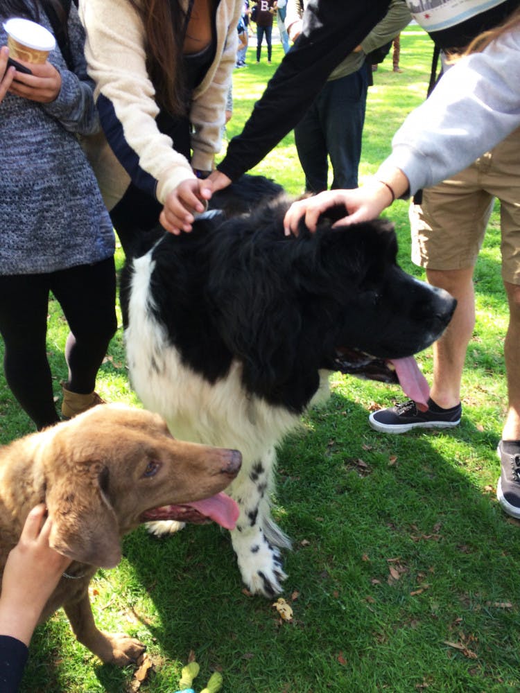 Cruz_EmotionalSupportAnimals_JuliannaLeeMarino