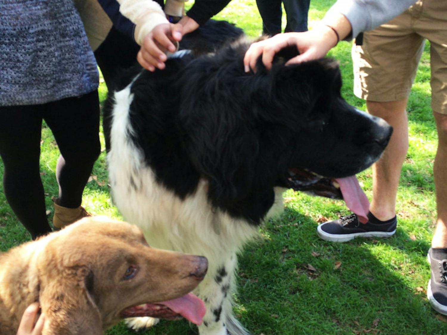 Cruz_EmotionalSupportAnimals_JuliannaLeeMarino