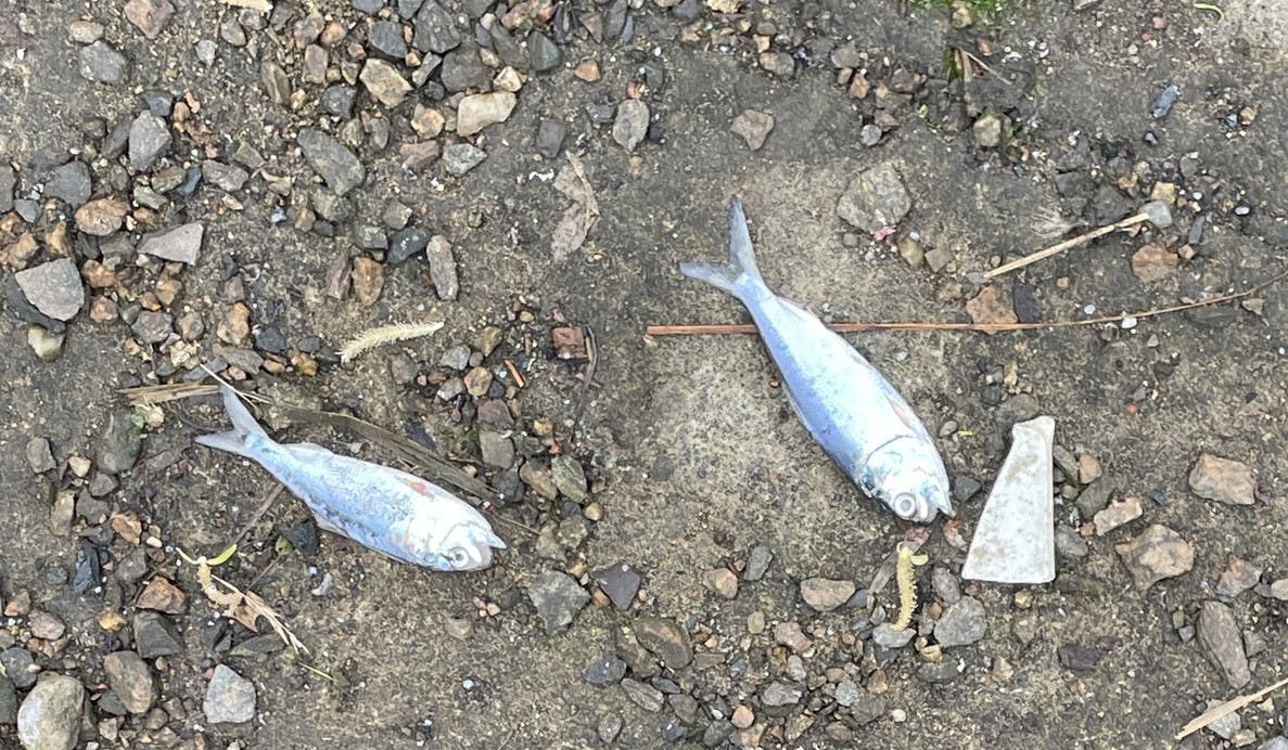 Barnett_deadfish_CO_Sofia_Barnett