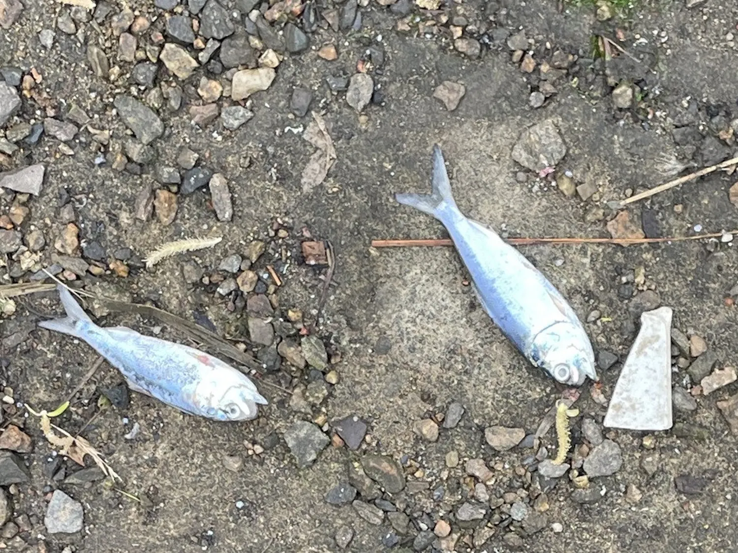 Barnett_deadfish_CO_Sofia_Barnett