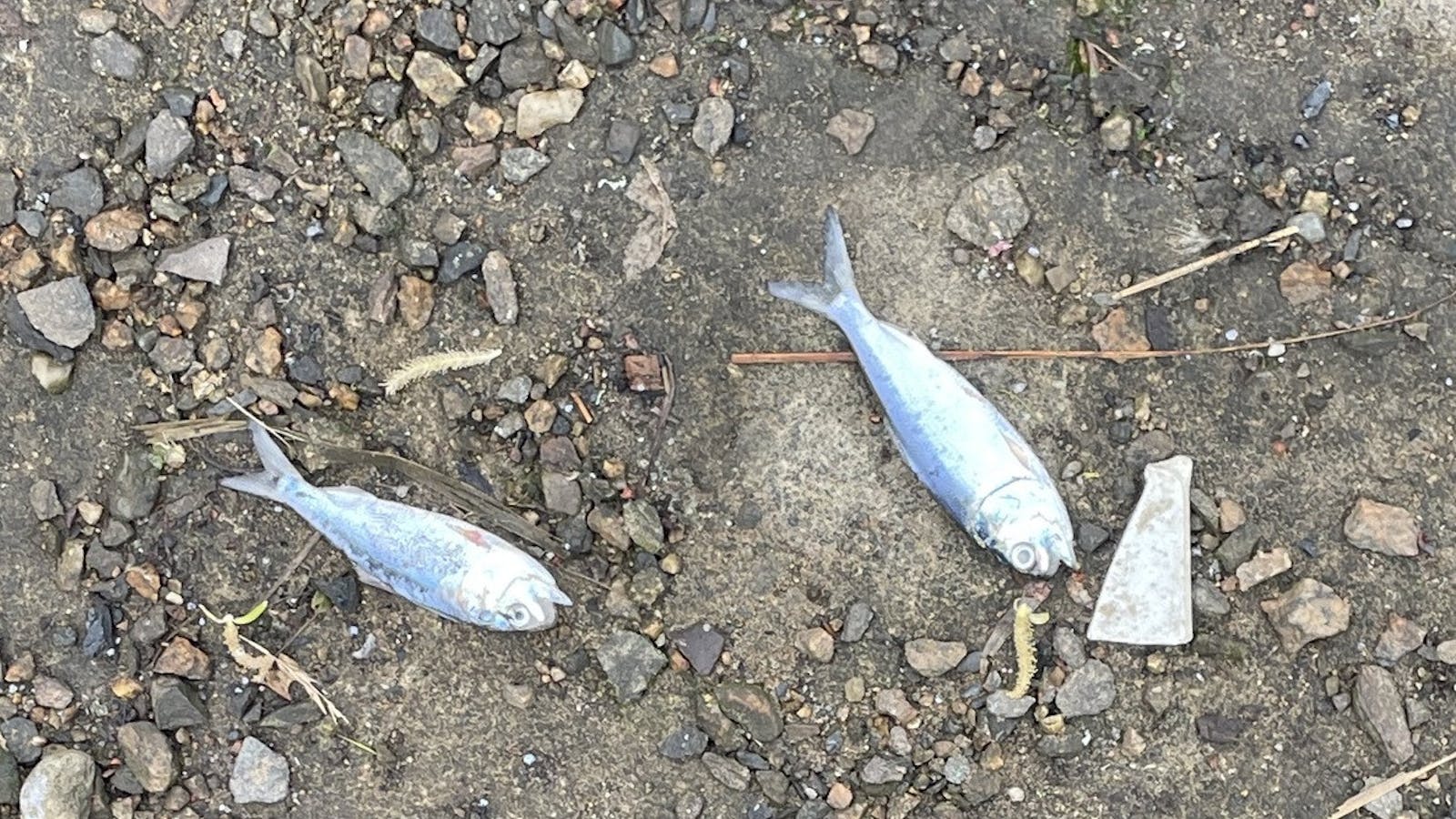 Dead Fish In Ocean