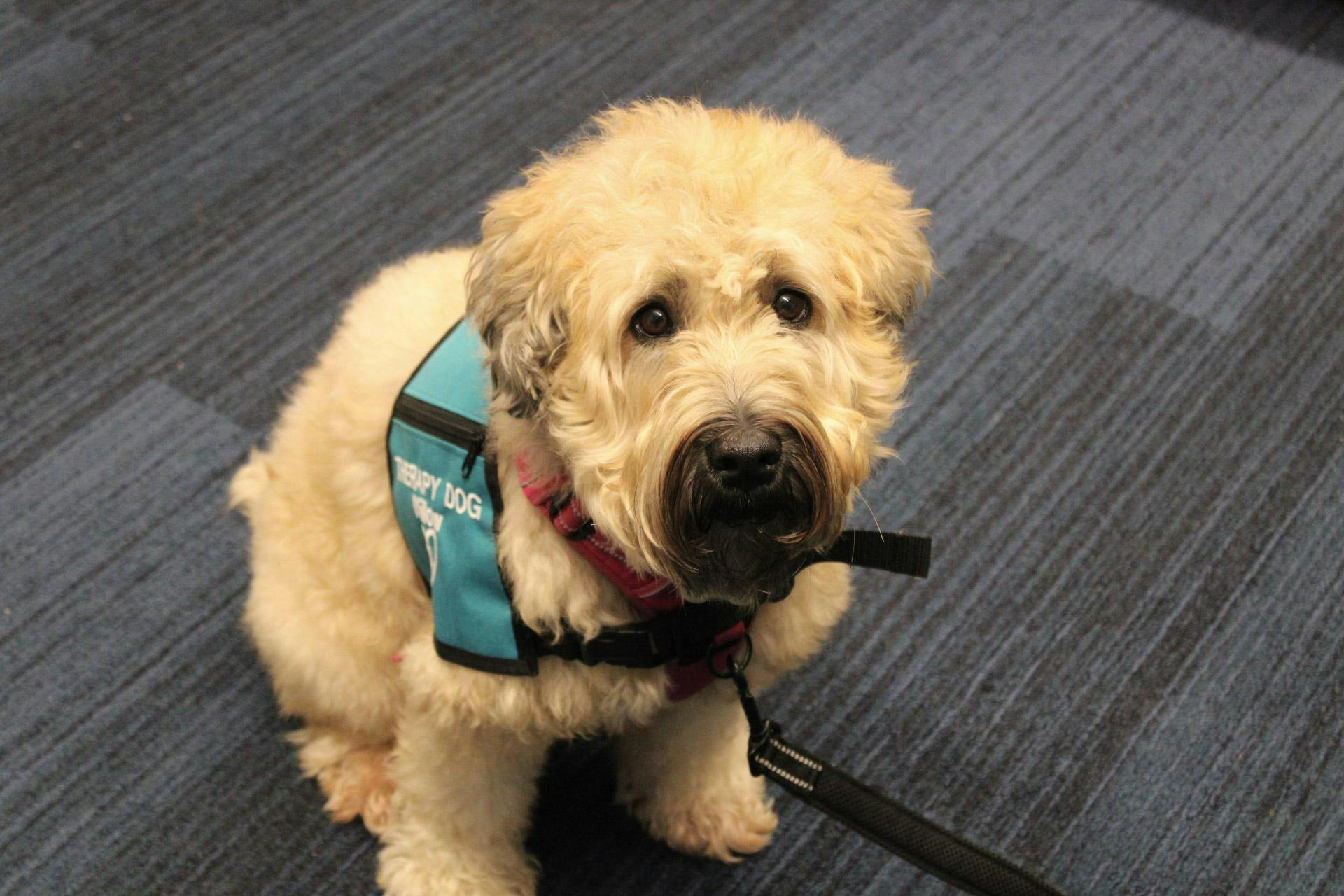 A photo of a dog with beige and curly fur sitting on a navy blue carpet wearing a red harness and a teal vest labeled “Therapy Dog.” 