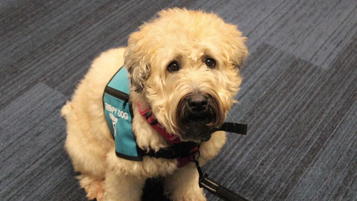 A photo of a dog with beige and curly fur sitting on a navy blue carpet wearing a red harness and a teal vest labeled “Therapy Dog.”