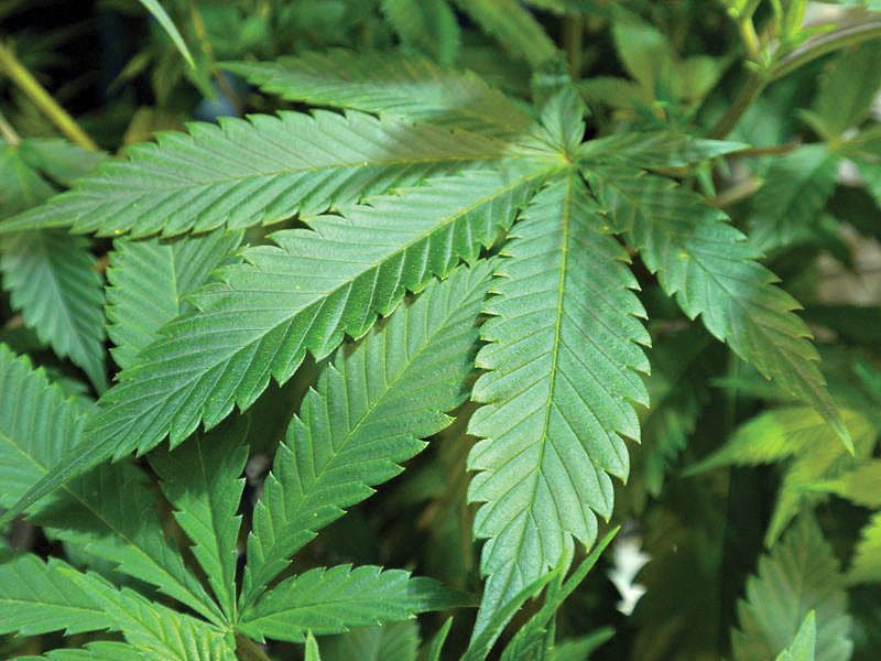 Livingstone_Janus_FilePhoto