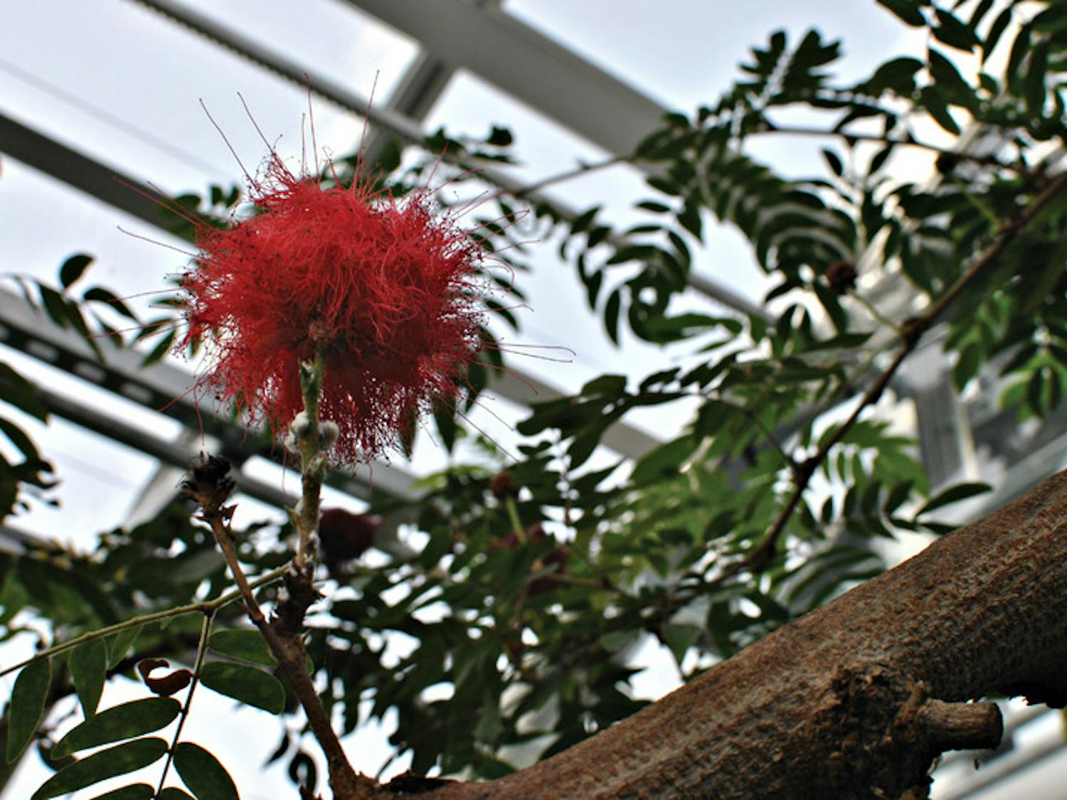 jaffe_greenhouse_tom-sullivan1