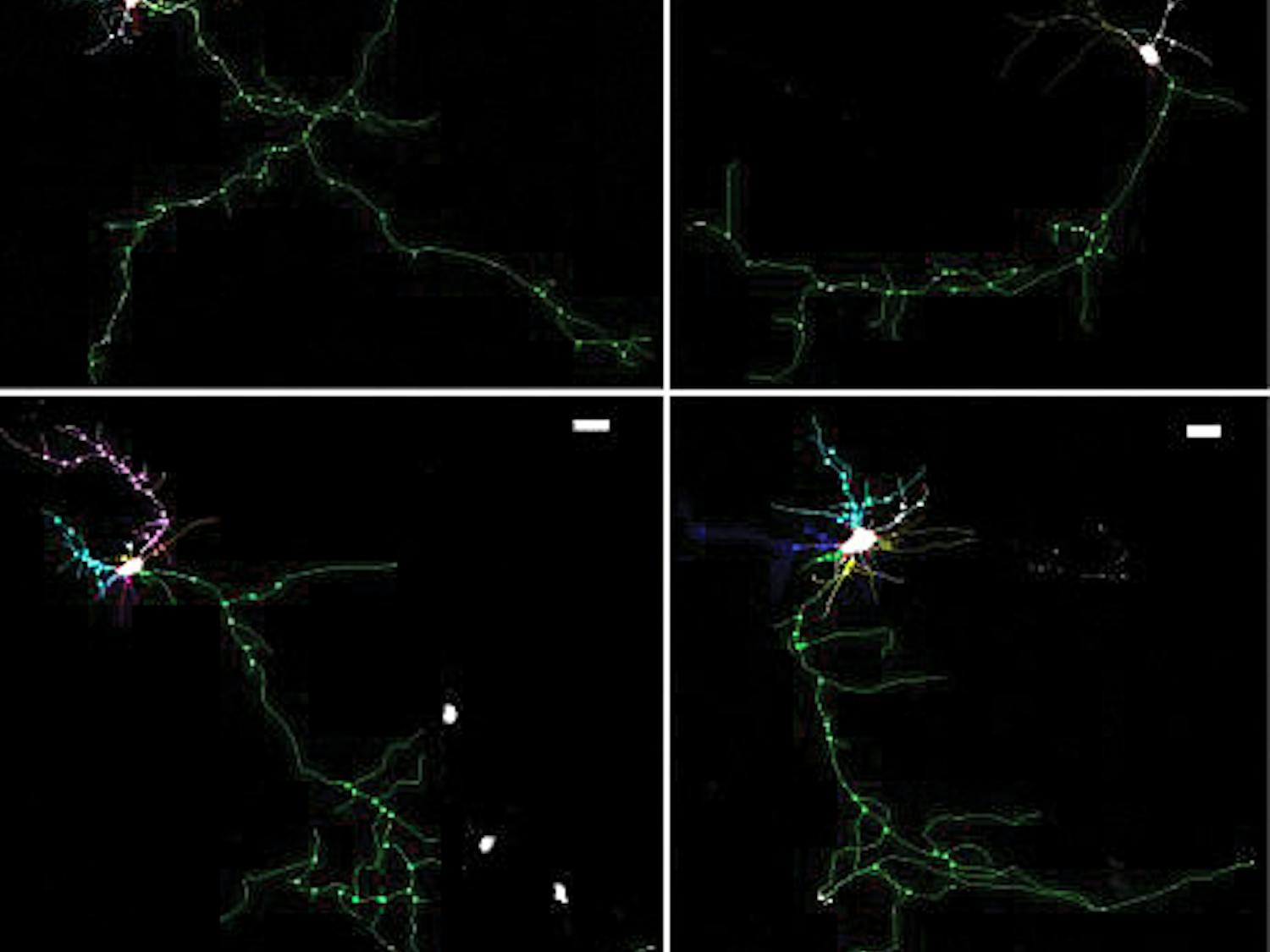Constantino_Autism_Morrow-lab-Brown-University