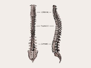Illustration of a spine with a front view on the left side and a side view on the right. Labels between the two illustrations indicate that the top region is "cervical," the middle is "thoracic" and the lower region is "lumbar."