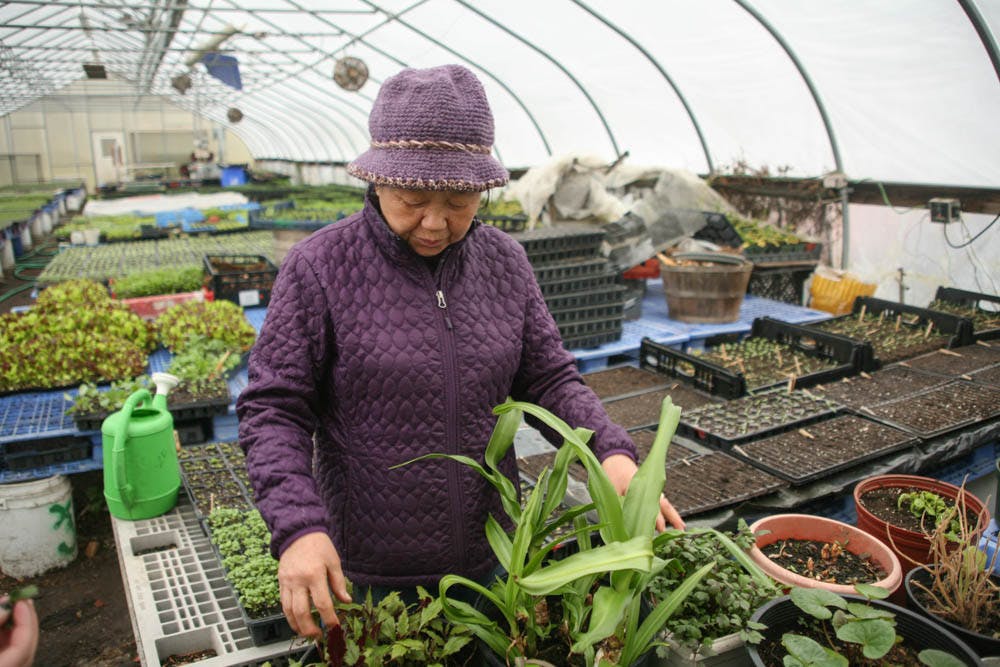 Renken_Ethnobotany_Elena-Renken