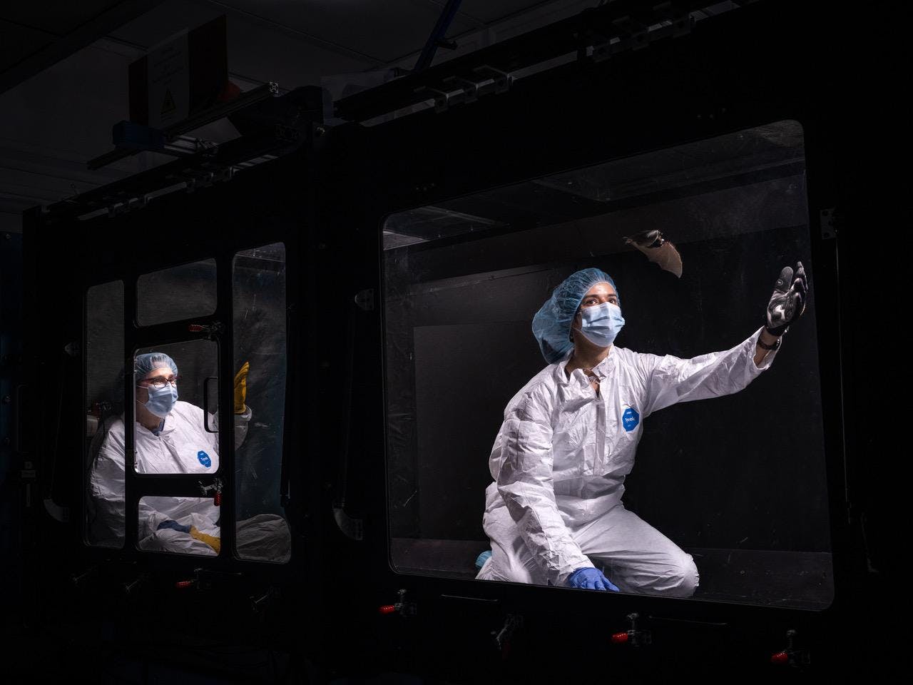 In a dark black tunnel, two researchers clad in white lab coats and PPE release a bat and watch it fly in the wind.