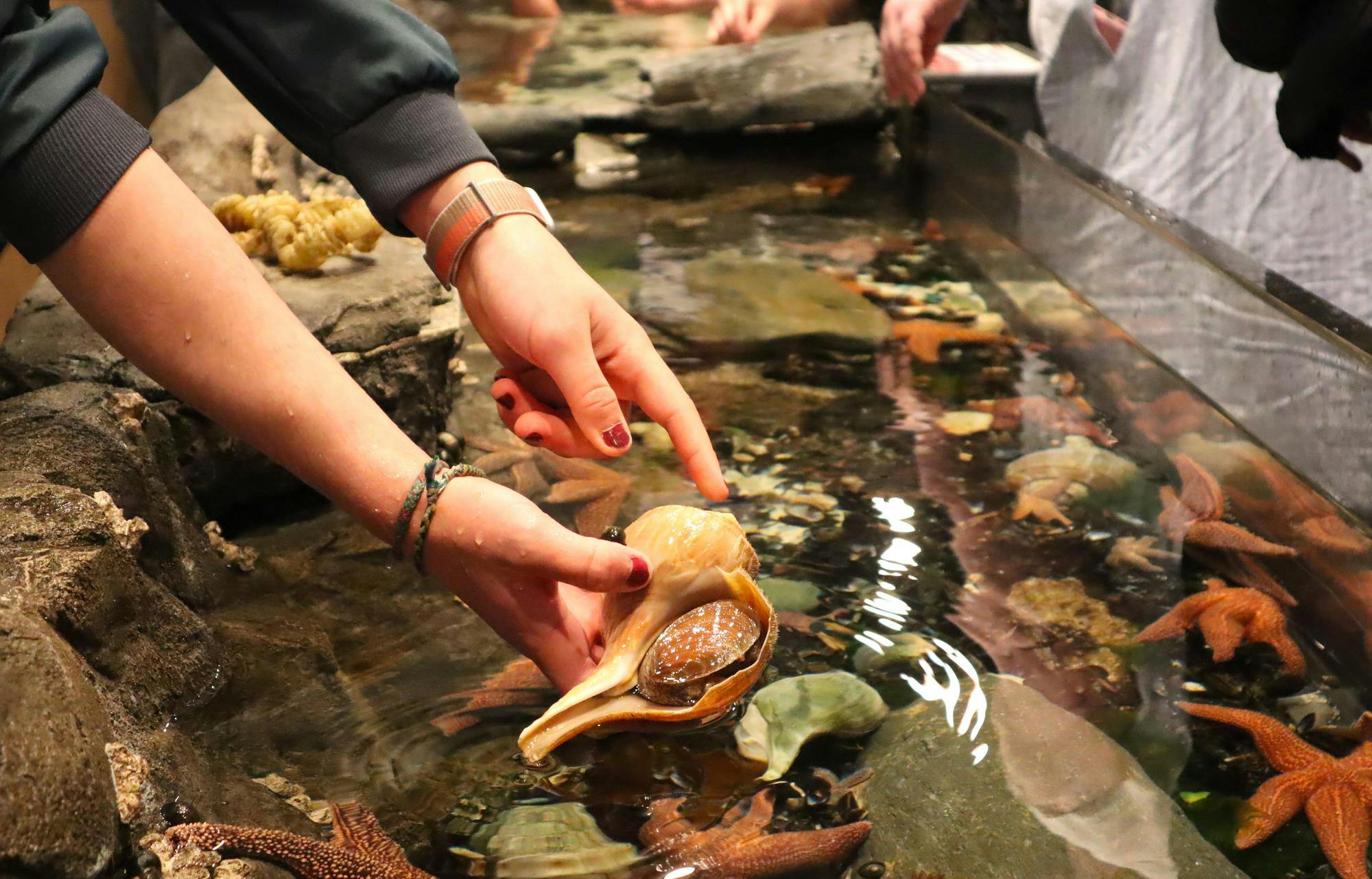 aquarium - claire diepenbrock.JPG