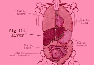 Pink drawing of the digestive system with labels for each part.

