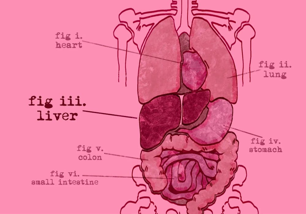 Pink drawing of the digestive system with labels for each part.


