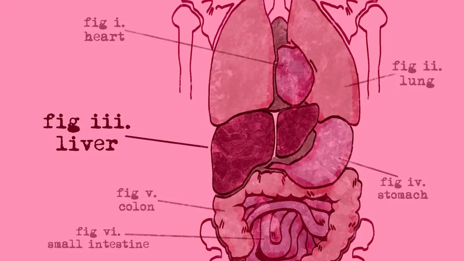 Pink drawing of the digestive system with labels for each part.