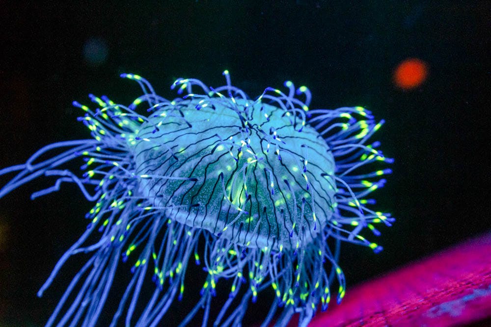 Levin_Bioluminescence_Christopher-Favero