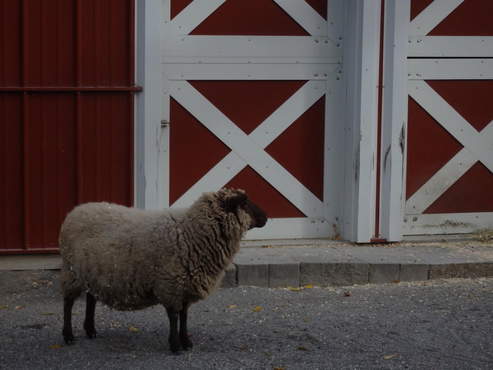 <p>The zoo’s efforts to conserve and protect the environment and its endangered inhabitants extend beyond the 40 acres in Roger Williams Park.</p>