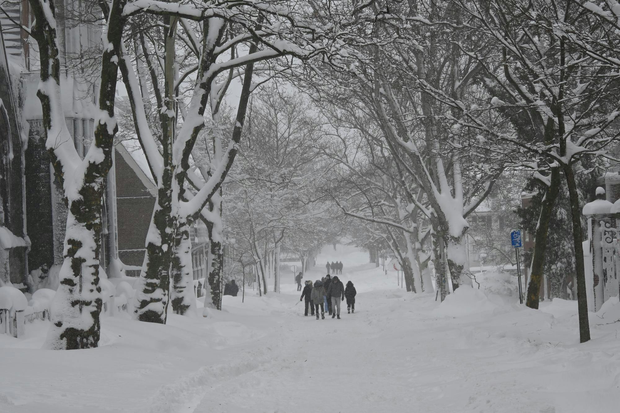 Multiple groups of people walking through the snow-covered road with two rows of trees on the right and the left stretching into the distance.