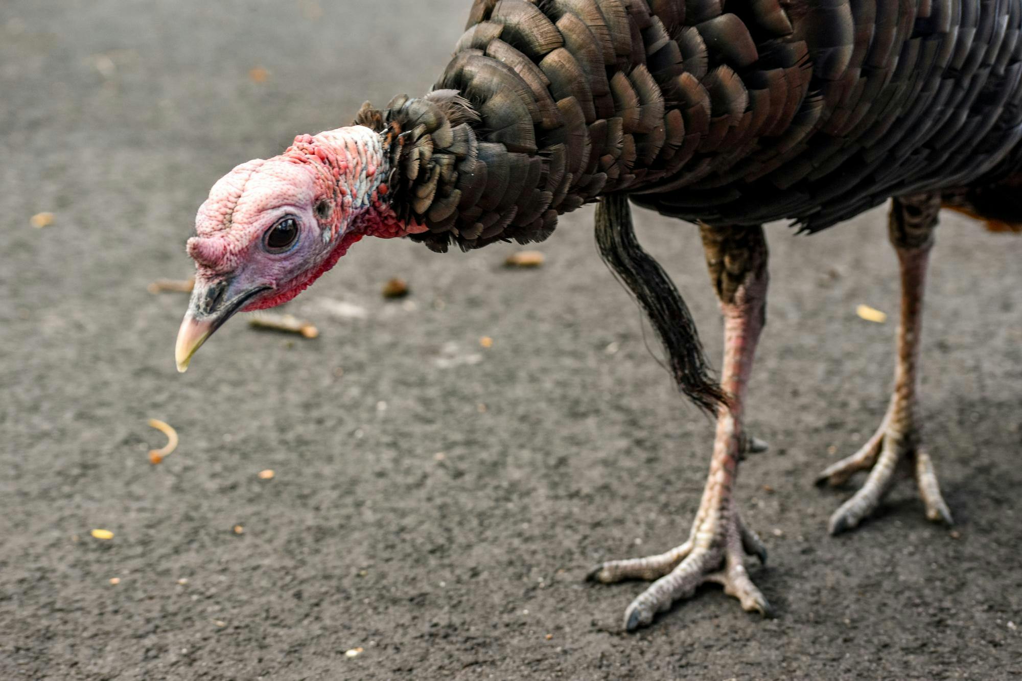 Bi_InfamousturkeyrufflesfeathersonCollegeHill_Bomi_Okimoto