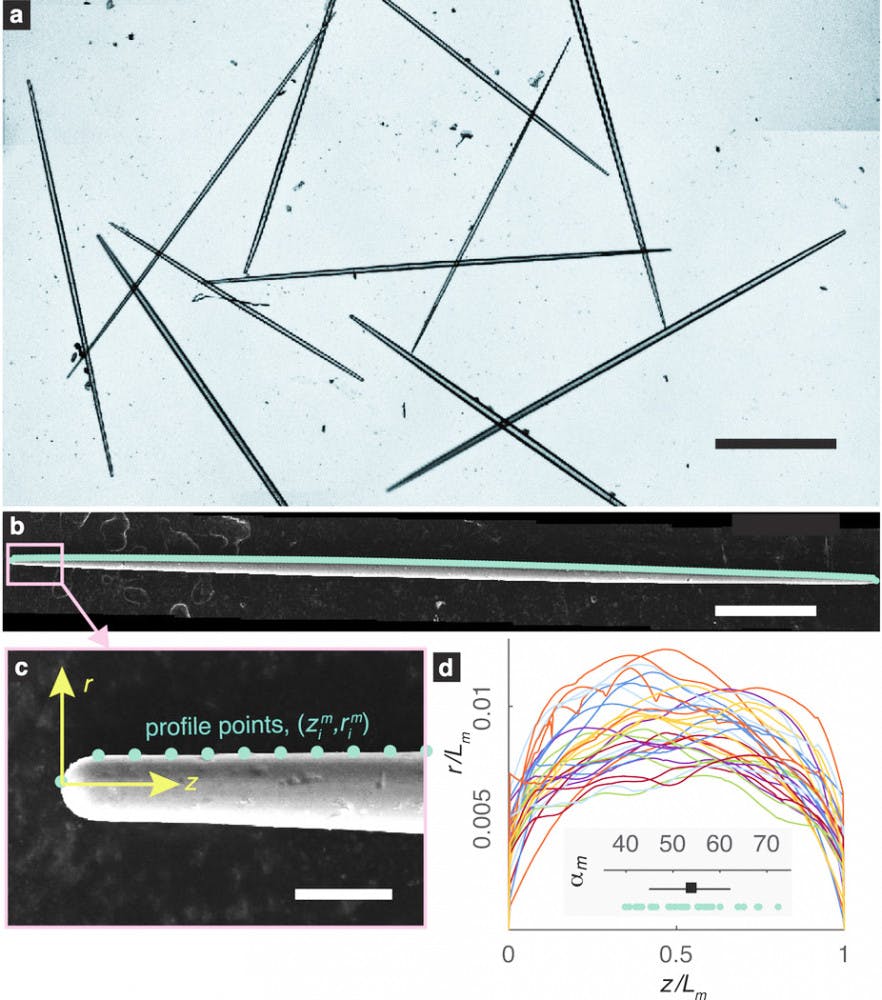 zhang_sponges_courtesy