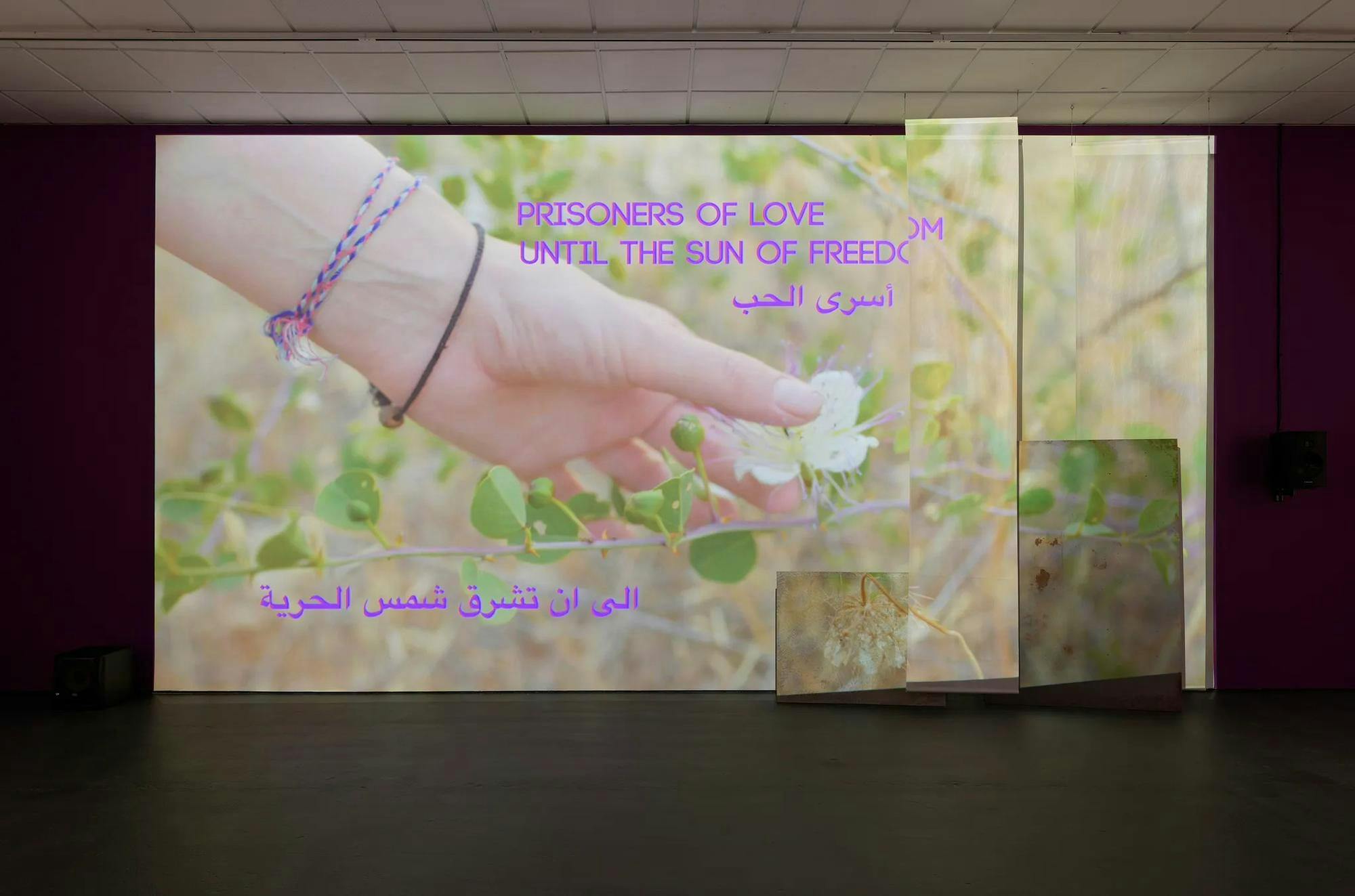 Image of a projection on a wall displaying a hand picking at a white flower.