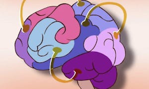 An illustration of a brain with colors of purple and pink.