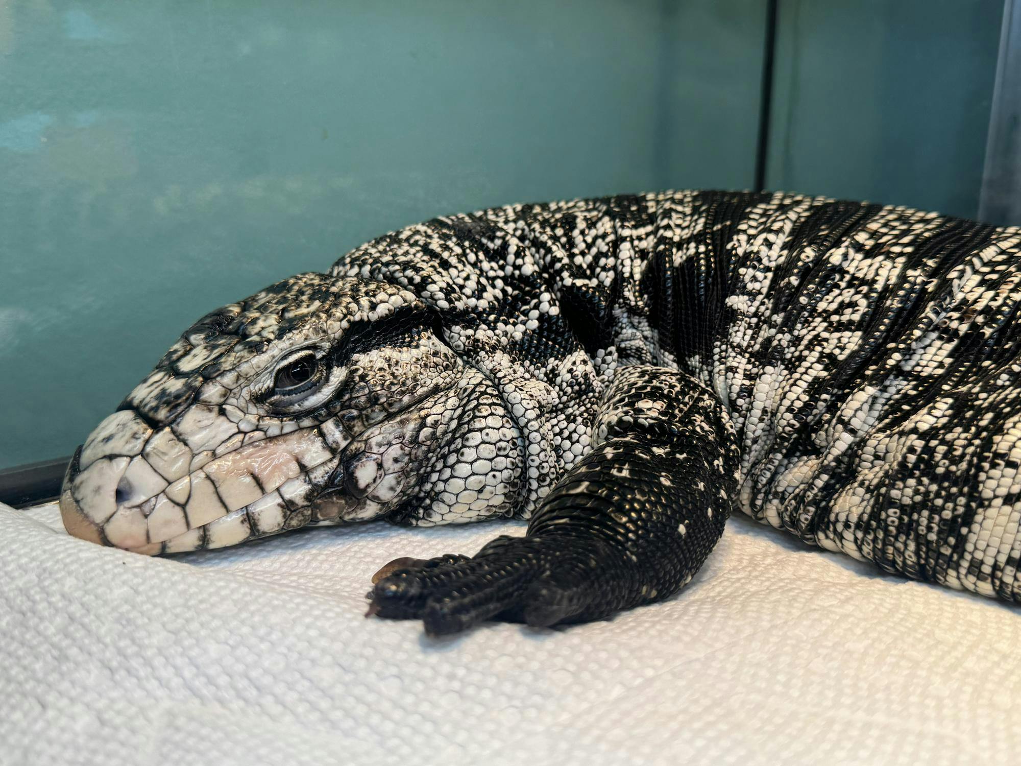 A photo of a large white and black lizard in a terrarium.