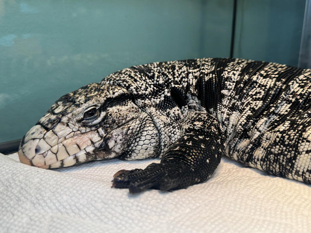 A photo of a large white and black lizard in a terrarium.