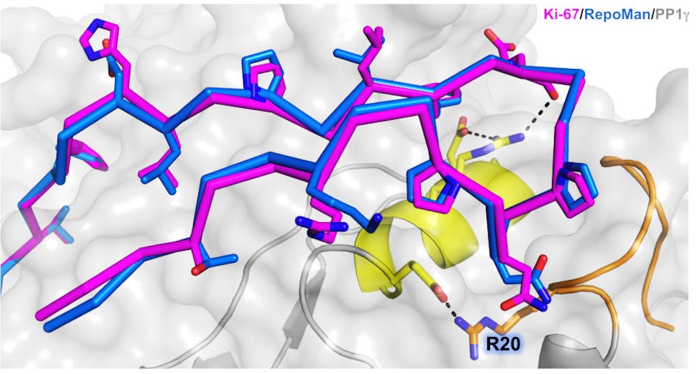 renken_mitosisPP1_co_Senthil_Kumar