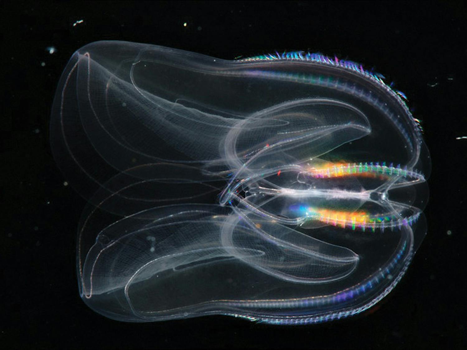 nadboy_comb-jellies_-CO-wikimedia-commons