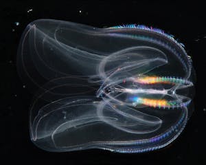 nadboy_comb-jellies_-CO-wikimedia-commons
