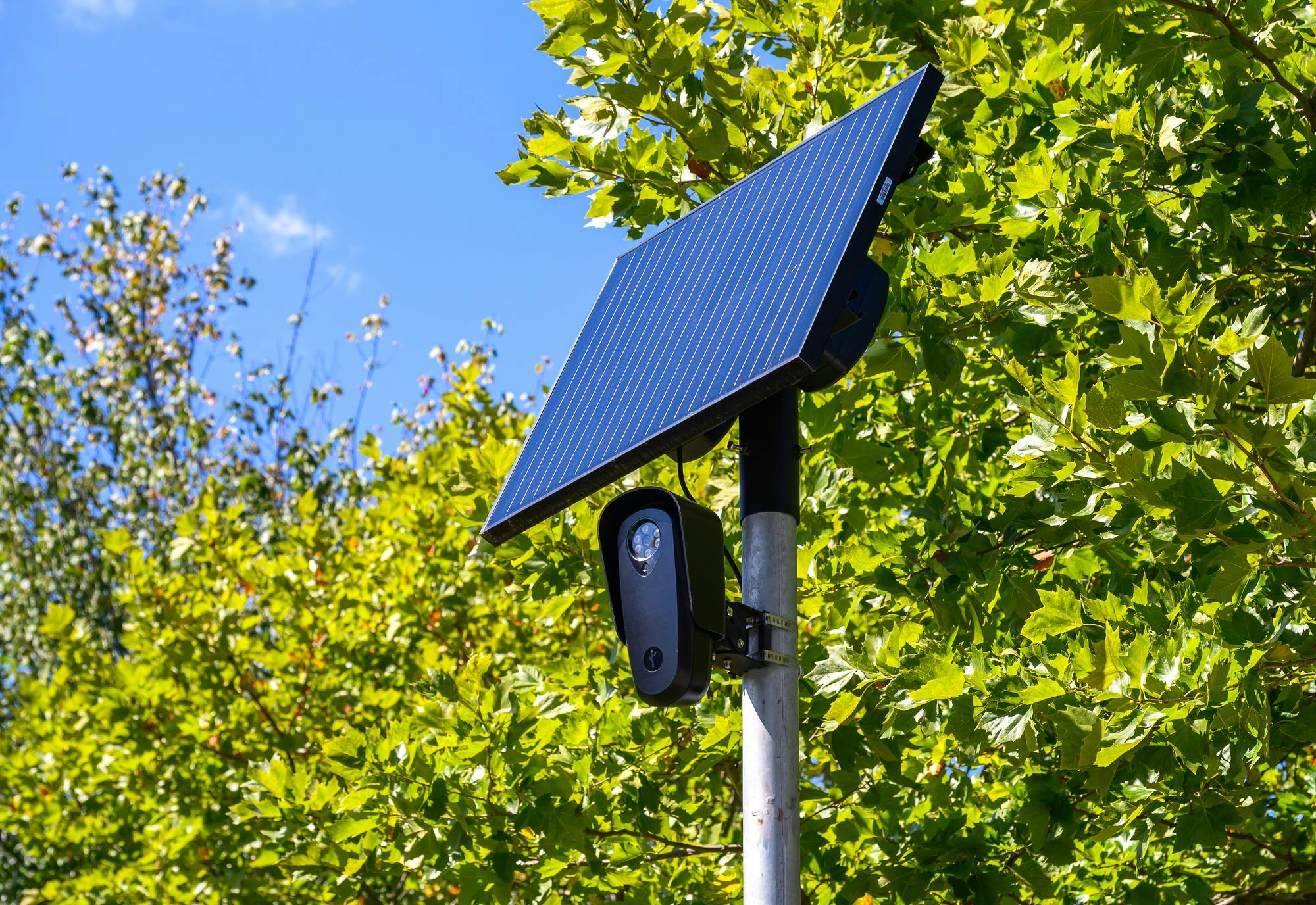 Photo of a flock camera on a pole with bright green leaves behind it. 