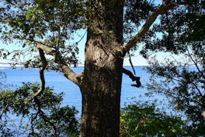 A photo of a tree in front of the Narragansett Bay on Prudence Island.

