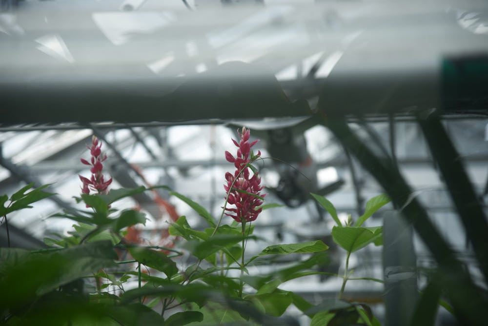 <p>The Plant Environmental Center consists of 5,000 square feet of greenhouses and a 1,800 square foot conservatory.</p>
