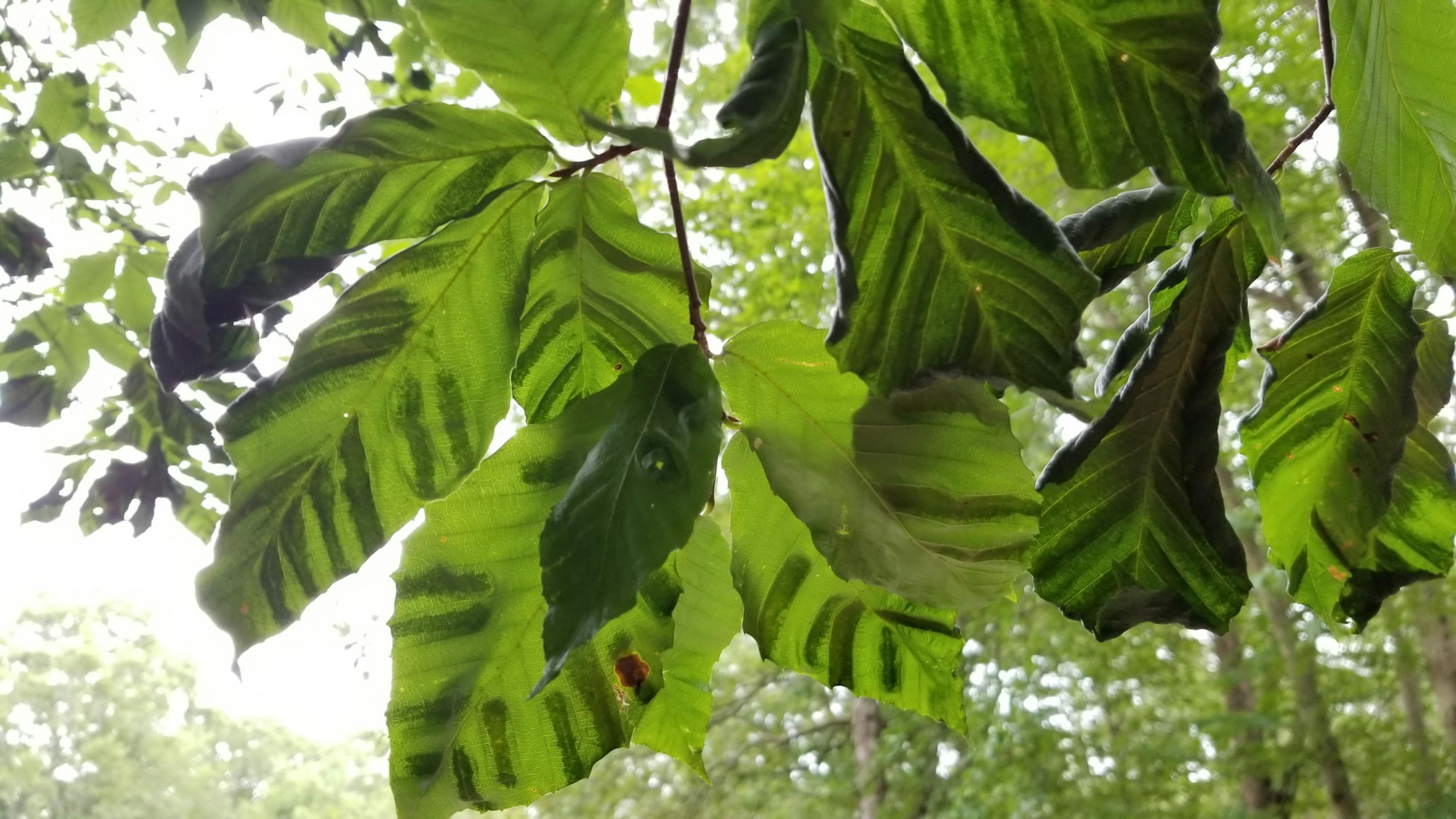 Beech leaf disease is killing Rhode Island's American beeches, experts say - Vimarsana News
