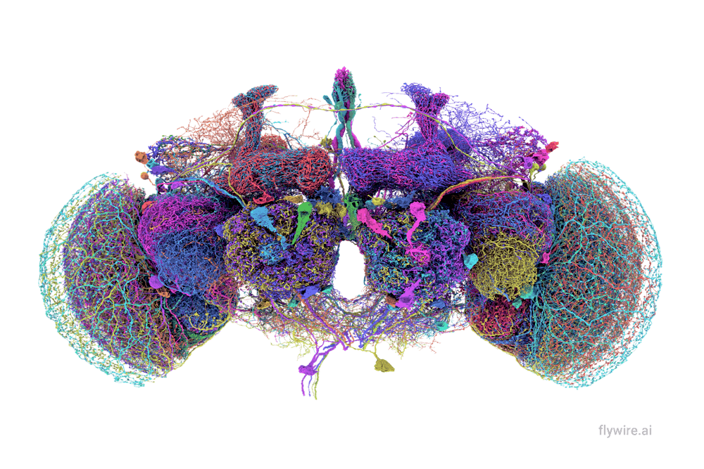 Researchers compared the connectome to Google Maps, providing detailed information about various parts of the fruit fly brain.
Courtesy of Tyler Sloan and Amy Sterling for FlyWire, Princeton University, (Dorkenwald et al., 2024)