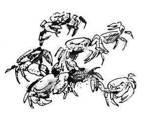 purple-marsh-crab-bdh-illustration1